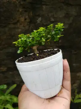 Bonsai hias mini sancang istimewa