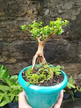 Bonsai hias mini sancang sudah fosil istimewa