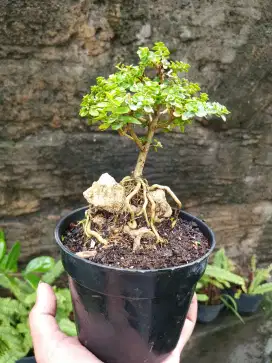 Bonsai hias mini sancang sudah fosil