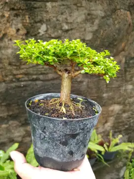 Bonsai hias mini sancang sudah fosil