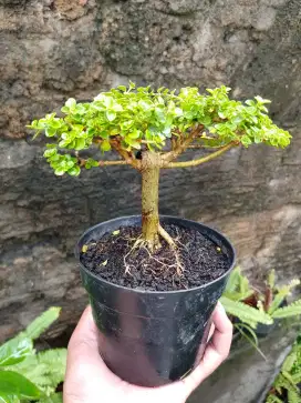 Bonsai hias mini sancang sudah fosil