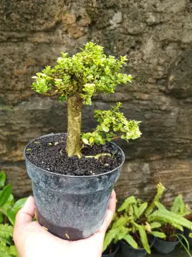 Bonsai hias mini sancang sudah fosil