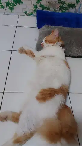 Kucing pliharaan lucu dan sudah mengerti Nama sendiri