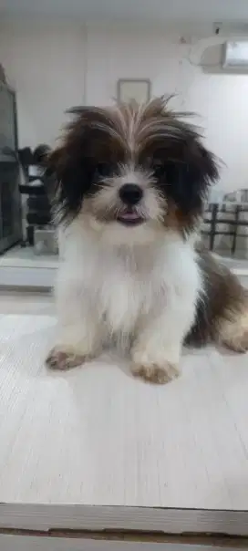 DIJUAL SHIHTZU BETINA