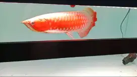 Arowana super red  lelang nihhh!!!