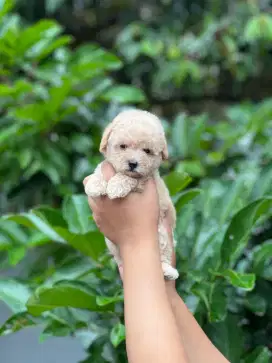 Poodle jantan tiny