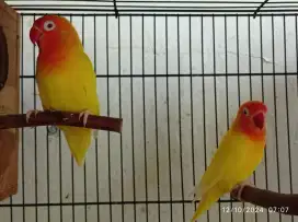 Lovebird Lutino MM