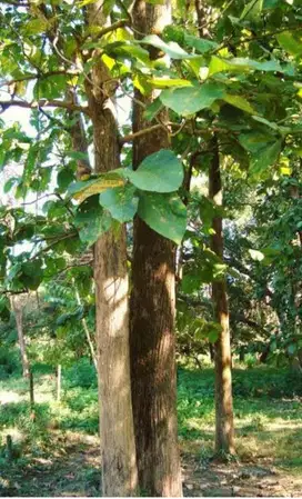 Pohon Jati 130 batang