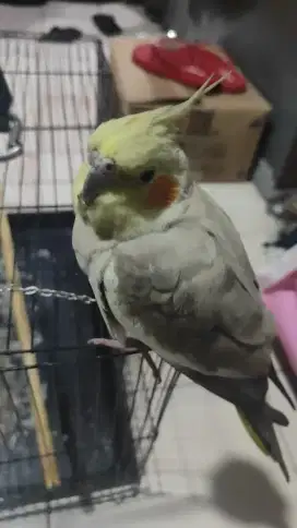 Di jual karena mw ganti burung