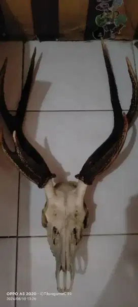 Jual Pajangan tanduk Hiasan rumahan