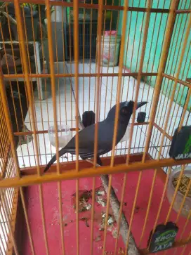 Poksay pipi hitam