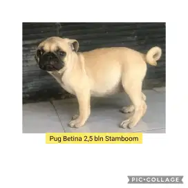 Pug Jantan Betina Stamboom