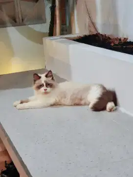 Kucing ragdoll *bsh *munchkin *sphynx *himalaya *persia