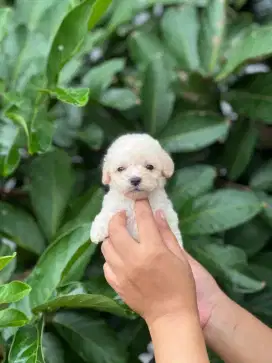 Poodle tea cup ɓetina