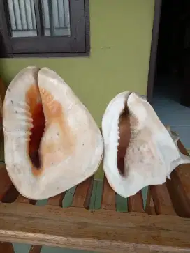 Untuk hiasan taman,  tempat umum dan ruang tamu