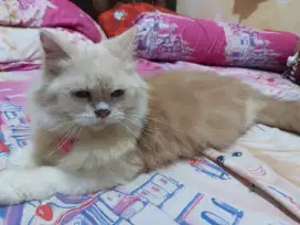 Jual kucing betina persia