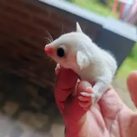 sugar glider classic grey