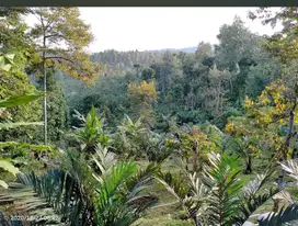 Tanah kebun aktif 13 HA harga 100 ribu permeter di Wonosalam, Jombang