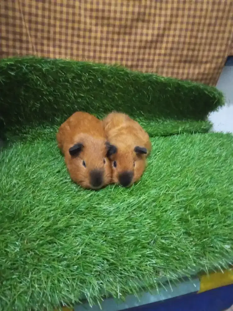 Guneapiq marmut California red