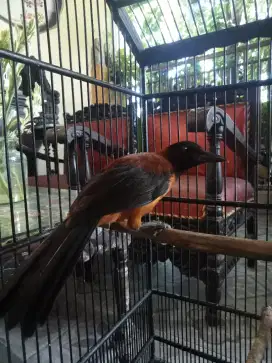 Pitohui Kpl Hitam