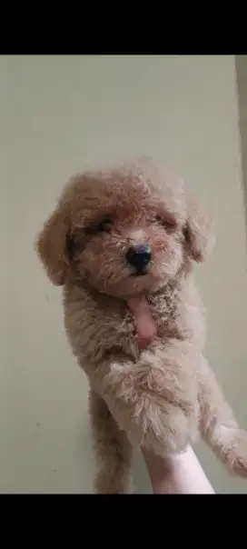 Anjing Toy Poodle jantan betina