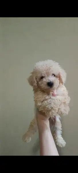 Anjing toy poodle jantan broken white