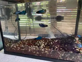 Cupang cocok buat di jual di sd/hiasan aquarium