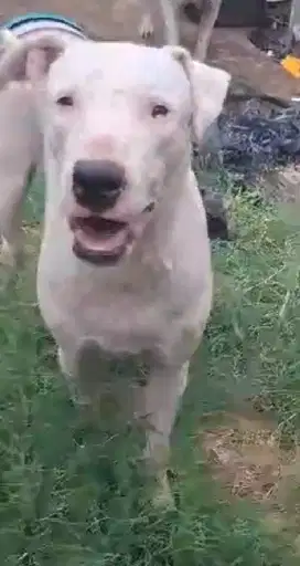 Dogo betina ( tanggerang)
