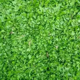 Rumput gajah mini+tanam