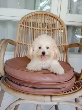 Dijual anakan toy poodle