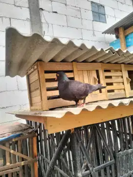 Burung Dara HITam Polos