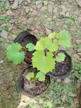 Bibit anggur hijau