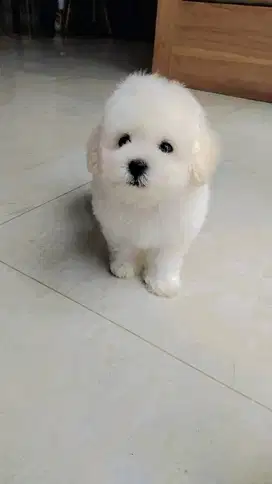 Korean asli bichon