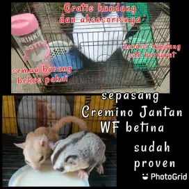 Sepasang sugar glider