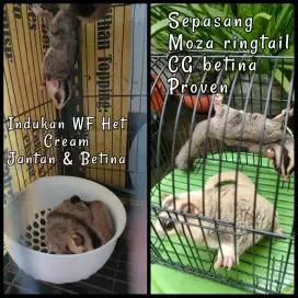 Sepasang sugar glider