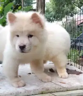 White Chow Chow Jantan Stamboom