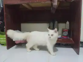 Kucing persia jantan