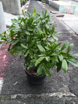 Pohon miracle fruit