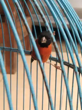 Burung redsiskin