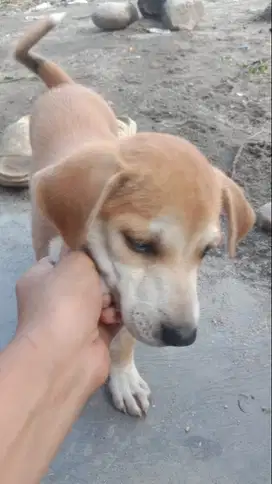 Open Adopsi Anak Anjing Kampung