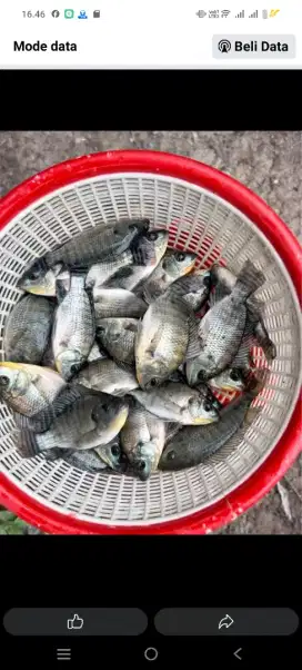 Bibit Nila, bibit lele, ikan mas