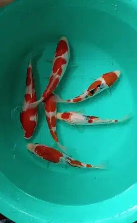 Dijual paket Ikan Koi 6 ekor uk-+17--18cm