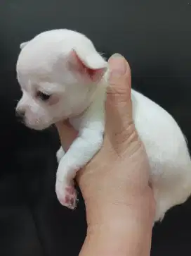 Jual anakan Chihuahua white