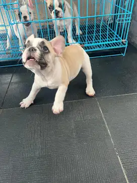 Anjing French Bulldog