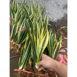 Jual tanaman Hias Sanseiviera ( Lidah mertua ) Kuning