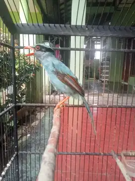 Burung Jovin Bunyi sudah Rajin