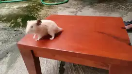 Hamster syrian gemoy gemoy