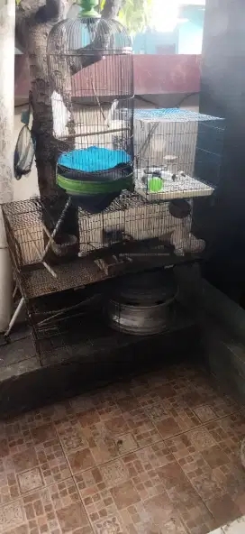 Kandang kucing#burung#merpati#kenari#musang#lovebird