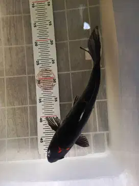 Koi beni kumonryu 30cm
