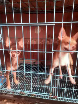 Chihuahua Pure dewasa